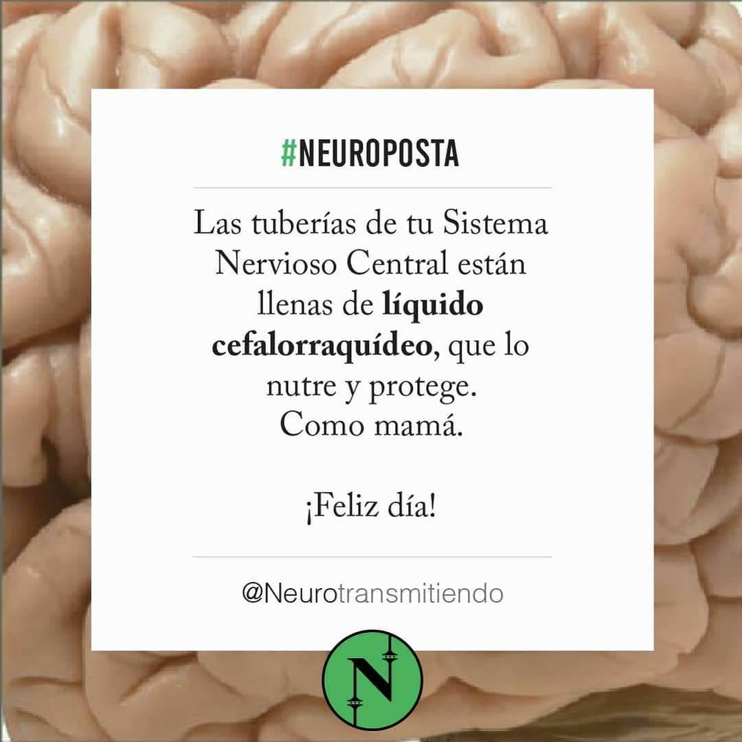 Ayer mi sobrinito se golpeó la cabeza y gritando me dijo: “¡me golpee el cerebro!”.