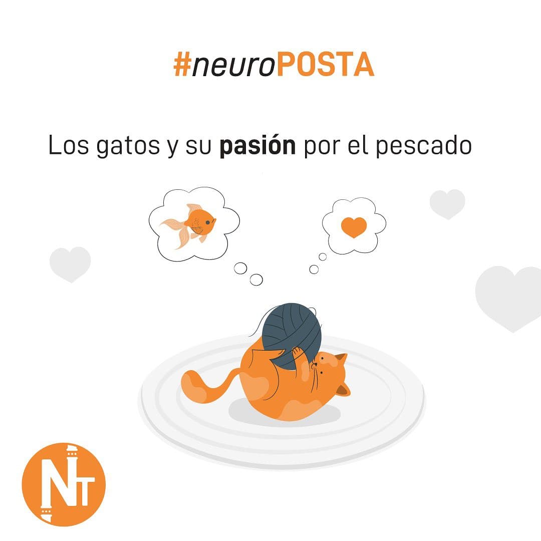 Los gatos y su pasión por el pescado #NeuroPosta