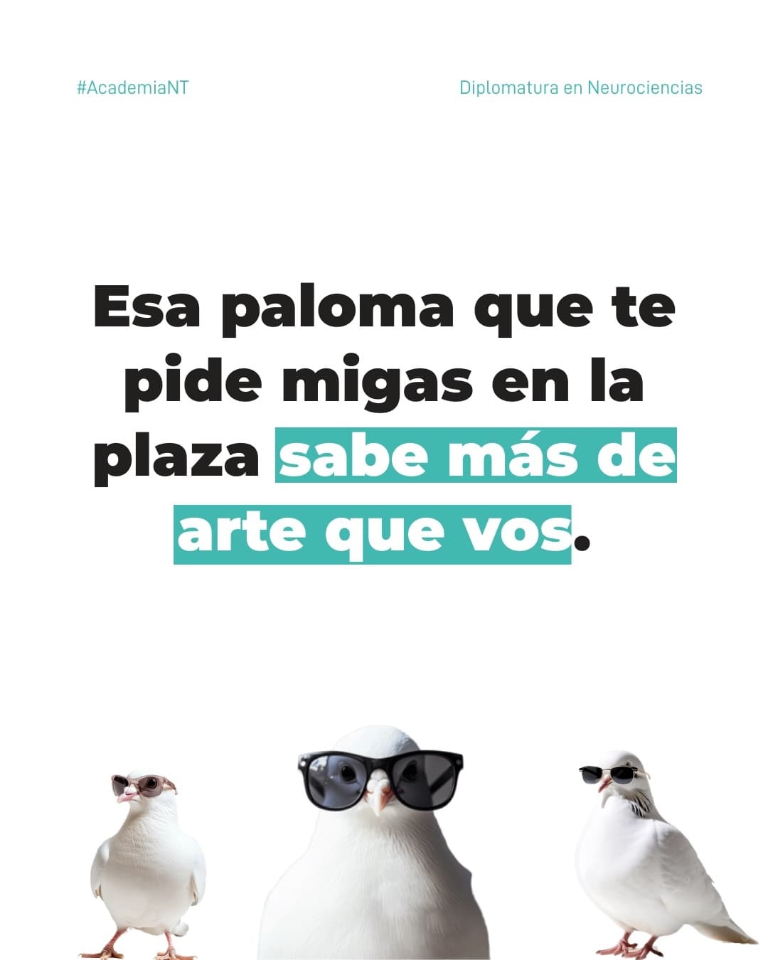 Las palomas… esos seres que pudiendo volar, deciden cruzar la calle caminando.