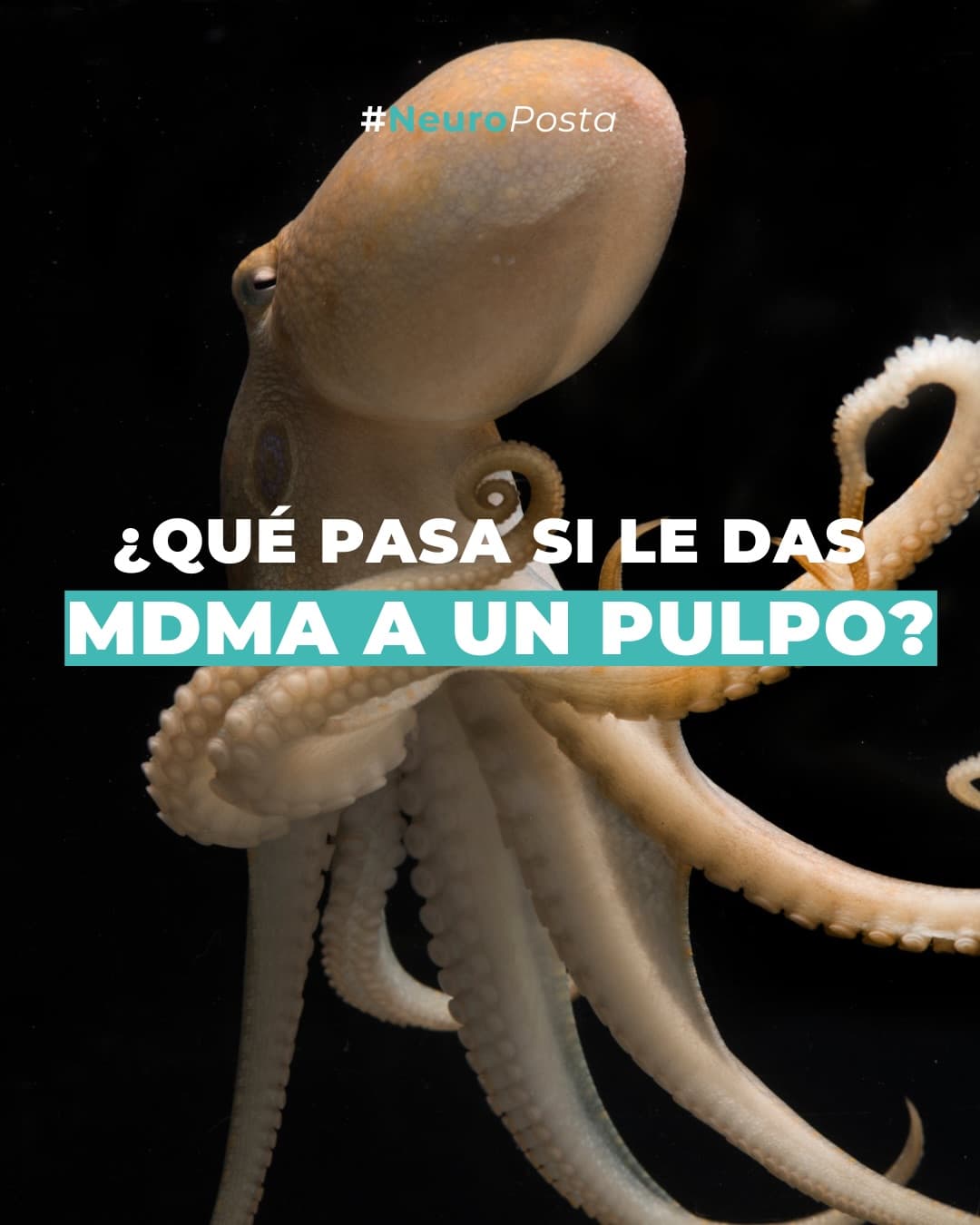 ¿Alguna vez te preguntaste qué pasa si le damos NMDA a un pulpo ? ¡En este posteo te contamos!