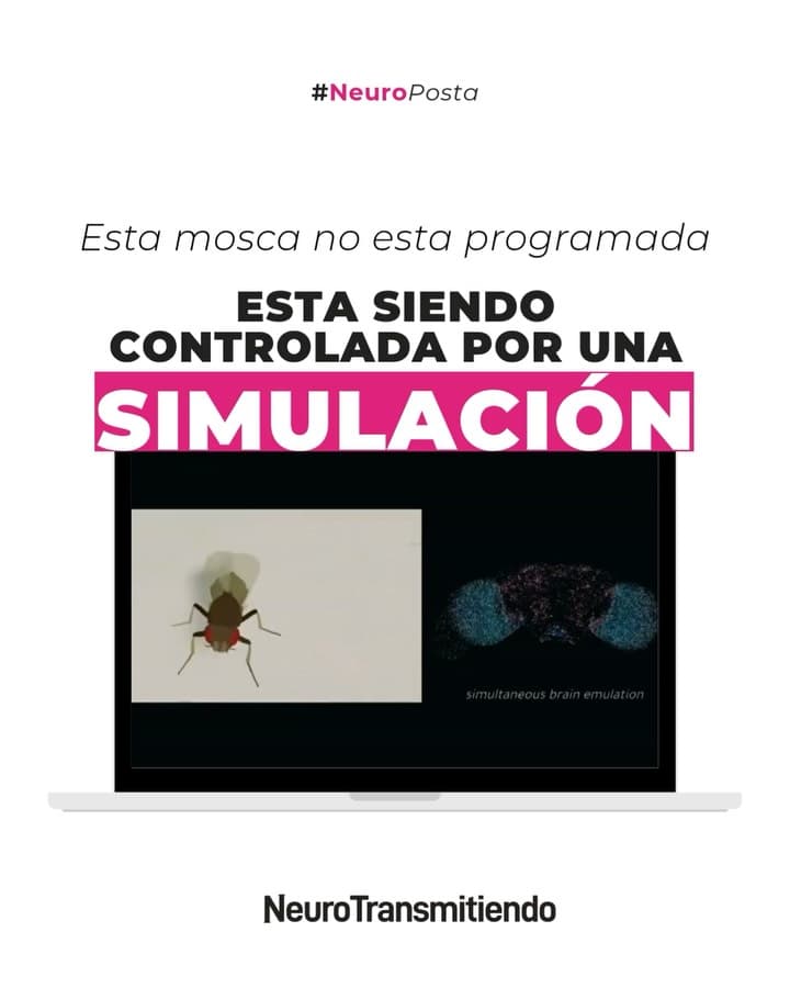 Y si te decimos que a la mosca que estás viendo en este video la controla una simulación?? Desliza las imágenes para sab